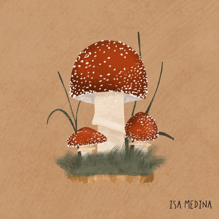 MUSHROOMS 02