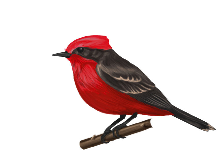 atrapamoscas – C4dic